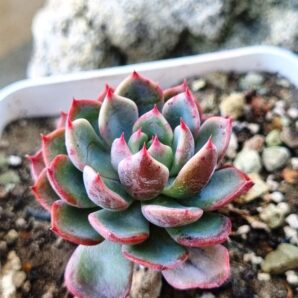 Echeveria Mana mini Hook