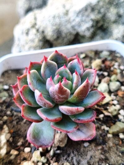 Echeveria Mana mini Hook