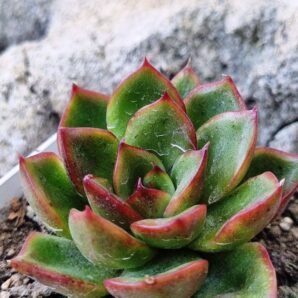 Echeveria agavoides Mira