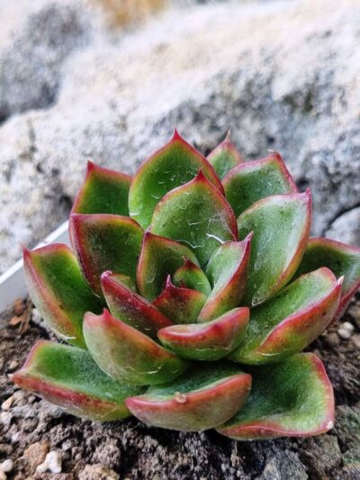 Echeveria agavoides Mira