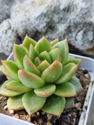 Echeveria Gilva