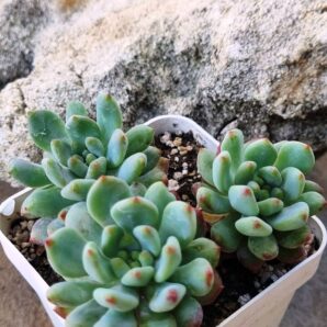 Echeveria Blue Elf