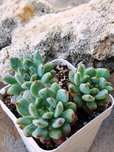 Echeveria Blue Elf