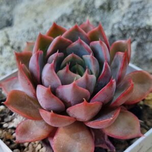 Echeveria Dark Ice