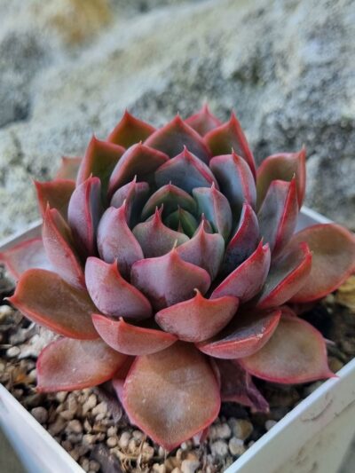 Echeveria Dark Ice