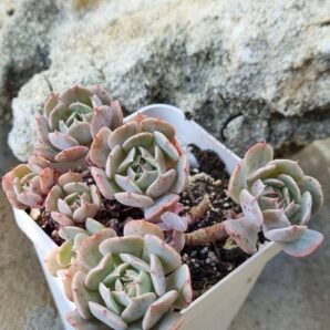 Echeveria Pinwheel Revolution f
