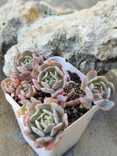 Echeveria Pinwheel Revolution f