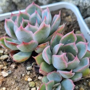 Echeveria Western Blue