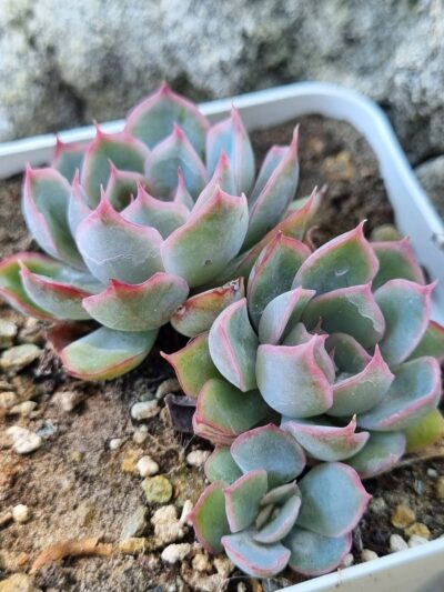 Echeveria Western Blue