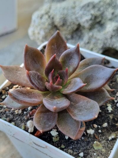 Echeveria Black Prince - Зображення 2