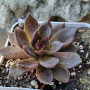 Echeveria Black Prince