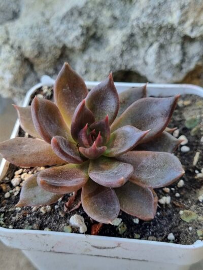 Echeveria Black Prince