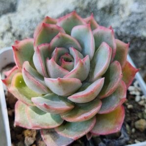 Echeveria Egger rose