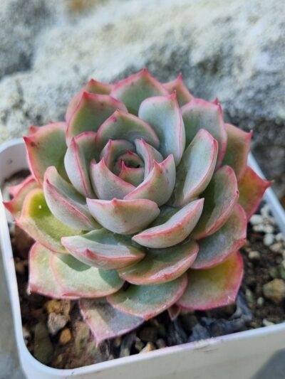 Echeveria Egger rose - Зображення 2