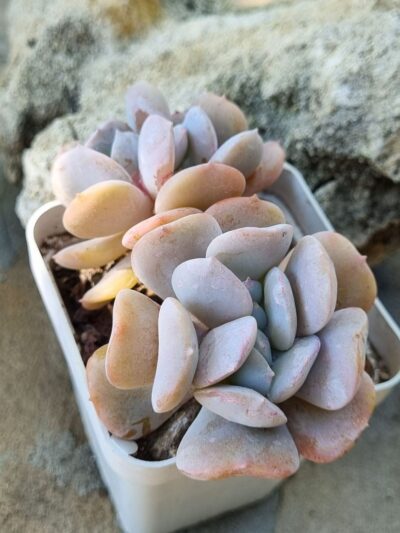 Echeveria Exotica - Зображення 2