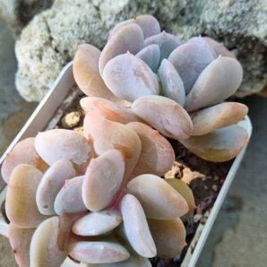 Echeveria Exotica