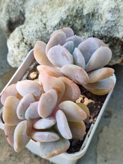 Echeveria Exotica