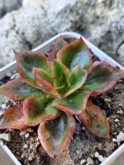 Echeveria Seiten Botan - Зображення 2