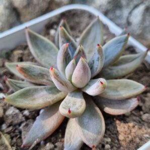 Echeveria Unduiculata