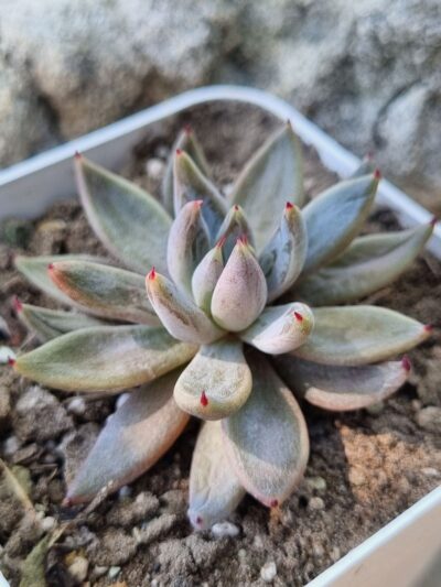 Echeveria Unduiculata