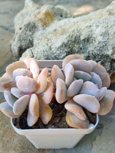 Echeveria Exotica - Зображення 3