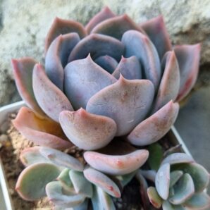 Echeveria Latte Rose