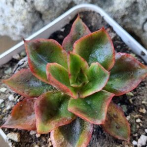Echeveria Seiten Botan