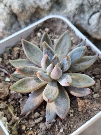 Echeveria Unduiculata - Зображення 2