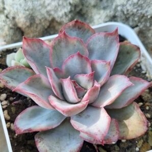 Echeveria Ibrido var