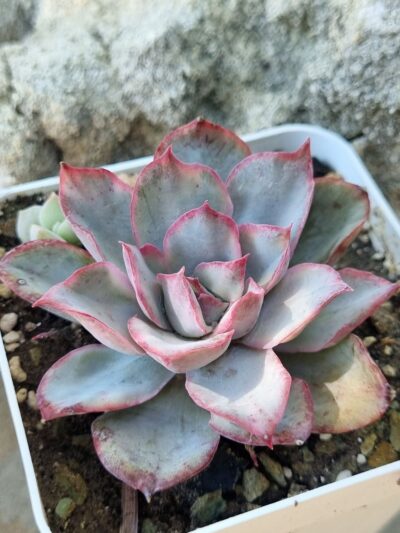 Echeveria Ibrido var