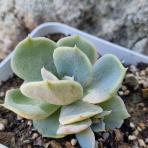 Echeveria Vampire Appaloosa