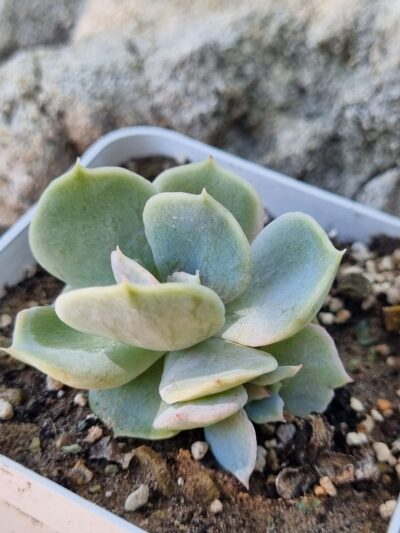 Echeveria Vampire Appaloosa
