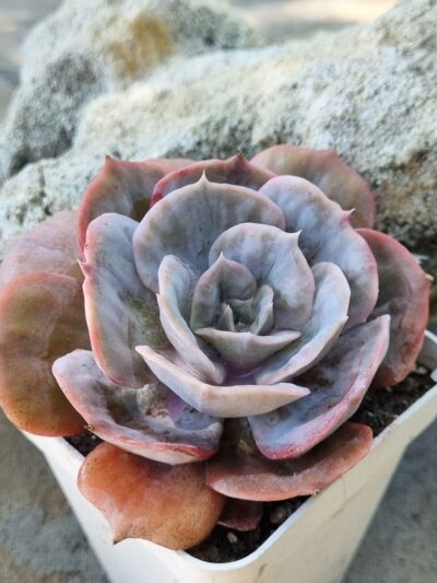 Echeveria Marble var - Зображення 2