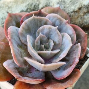 Echeveria Marble var