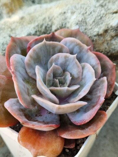 Echeveria Marble var