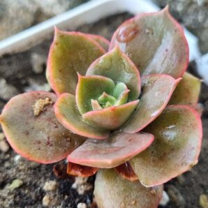Echeveria Bennet Gold