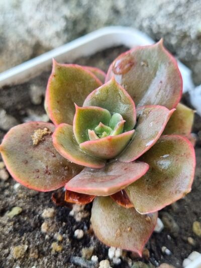 Echeveria Bennet Gold