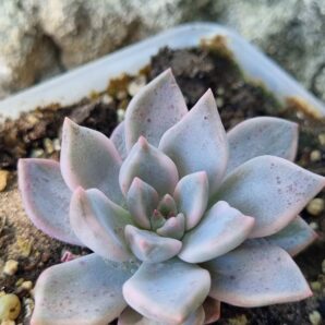 Echeveria Blood Moon variegated