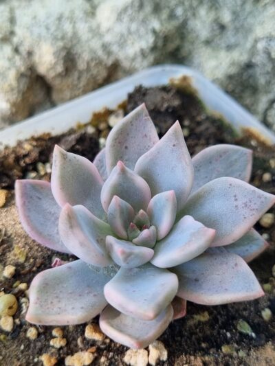 Echeveria Blood Moon variegated