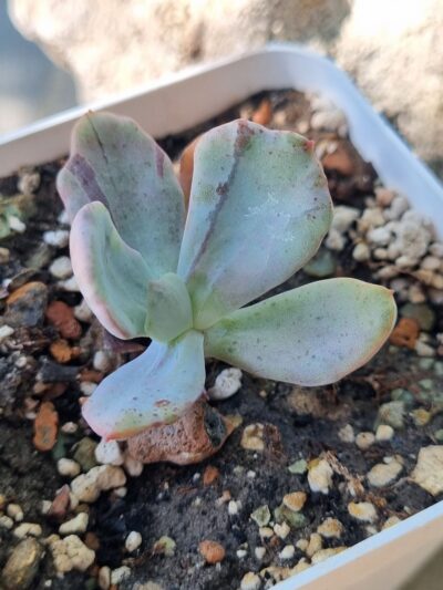 Echeveria Jocelyn's Joy var