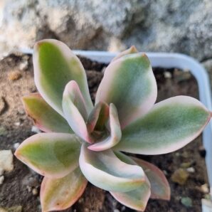 Graptoveria Fred Ives variegata