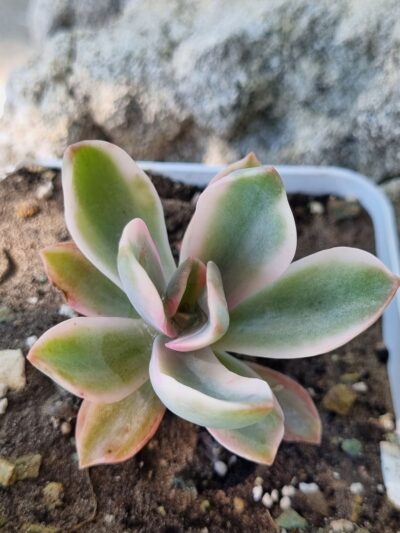 Graptoveria Fred Ives variegata