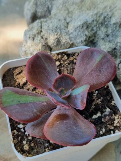 Echeveria Goiabinha variegata - Зображення 2