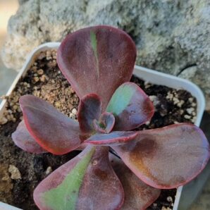 Echeveria Goiabinha variegata