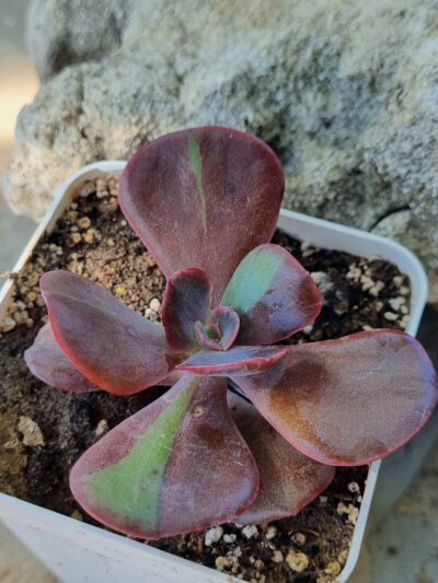 Echeveria Goiabinha variegata