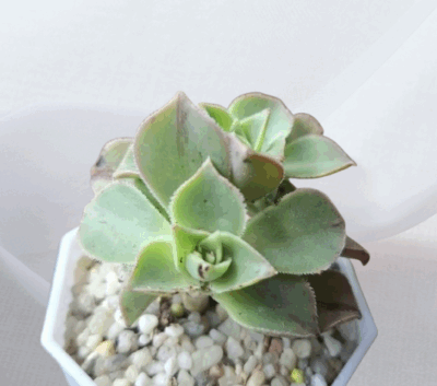 Aeonium leucoblepharum red stripe - Зображення 2