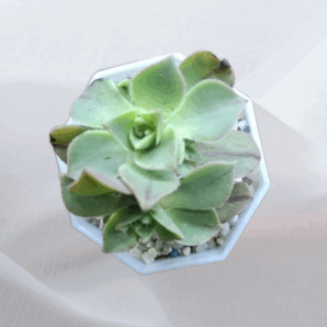 Aeonium leucoblepharum red stripe