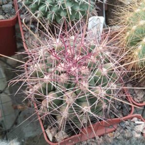Ferocactus hamathacanthus GL150 -cube-7cm-