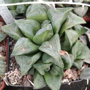 Нaworthia retusa -Giant- пагони-