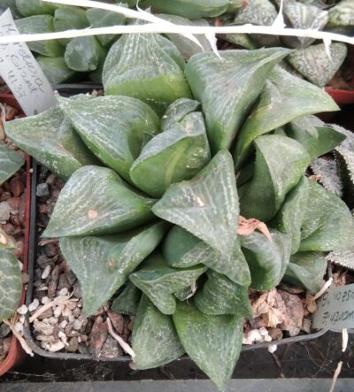 Нaworthia retusa -Giant- пагони-